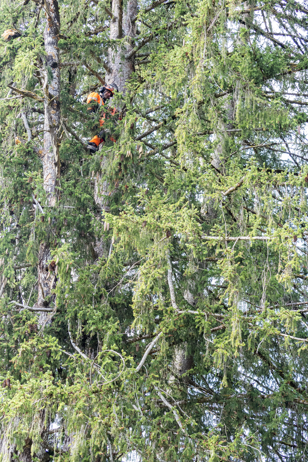 Pousaz-Abattage – Technique de grimpe dans l’arbre